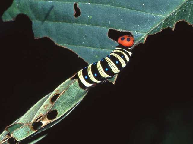写真：アオバセセリ（幼虫）[セセリチョウ科]