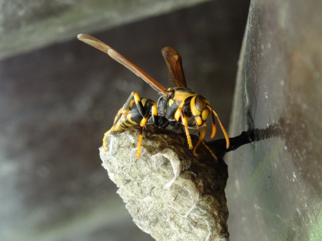 写真：セグロアシナガバチ[スズメバチ科]